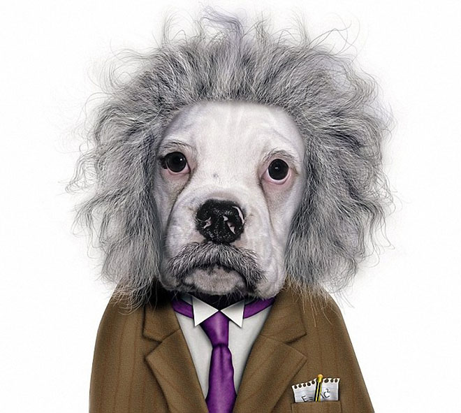 ALBERT EINSTEIN - Dog Disguisefamous person faces celebrity animal funny